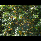 Wahrscheinlich der Baum einer Kirschpflaume, die hier die Straßen säumen